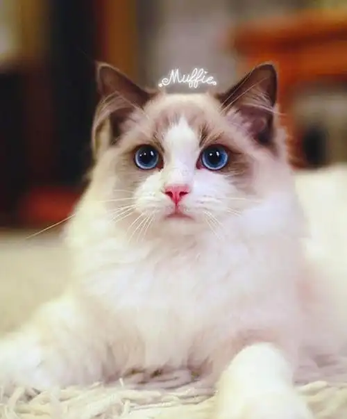 猫排名布偶猫长什么样贵族猫咪贵族猫的图片美丽猫猫中贵族品种有什么