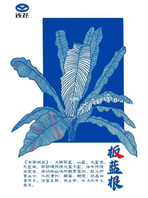 上搜板蓝根的图片也不是很清晰,好想知道具体长什么样#我是原创插画师