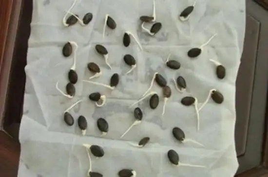 西瓜种子浸种催芽方法