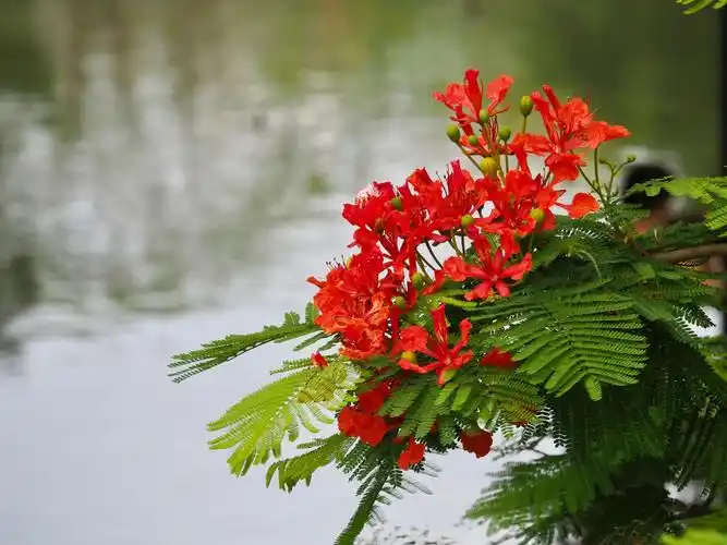 一年一度,凤凰花开