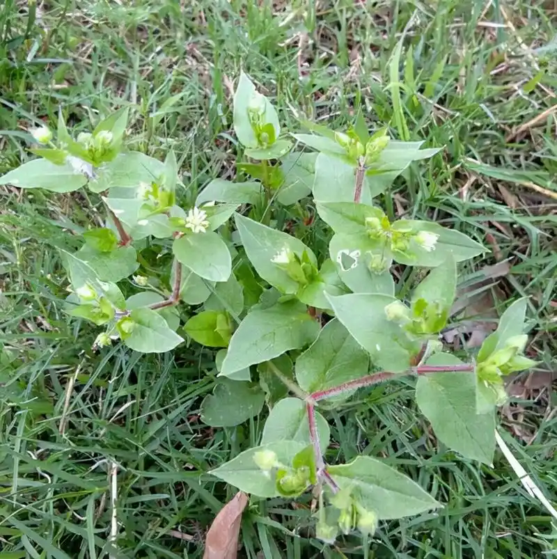 绿油油的,好多朋友还不认识它,它的别名叫鹅儿肠,和我们农村的鸡肠草