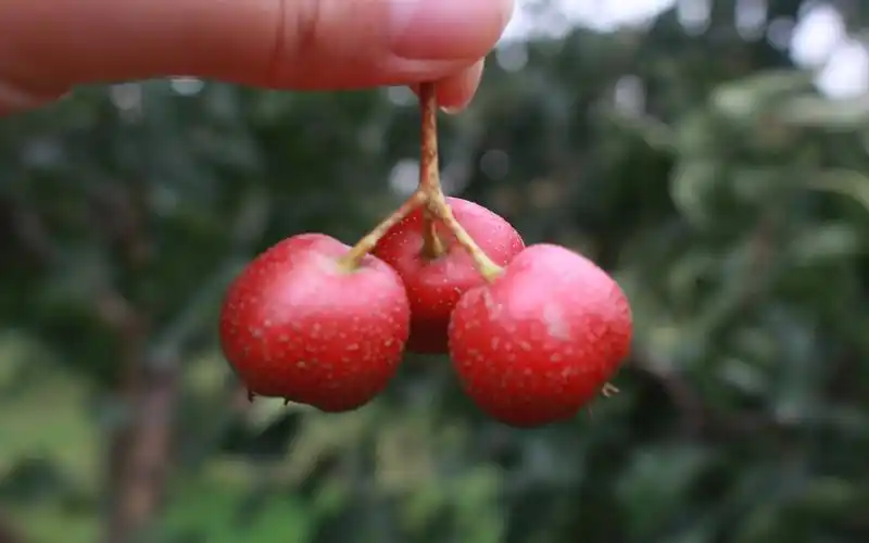 红得诱人的山楂,高清图片,电脑桌面-壁纸族