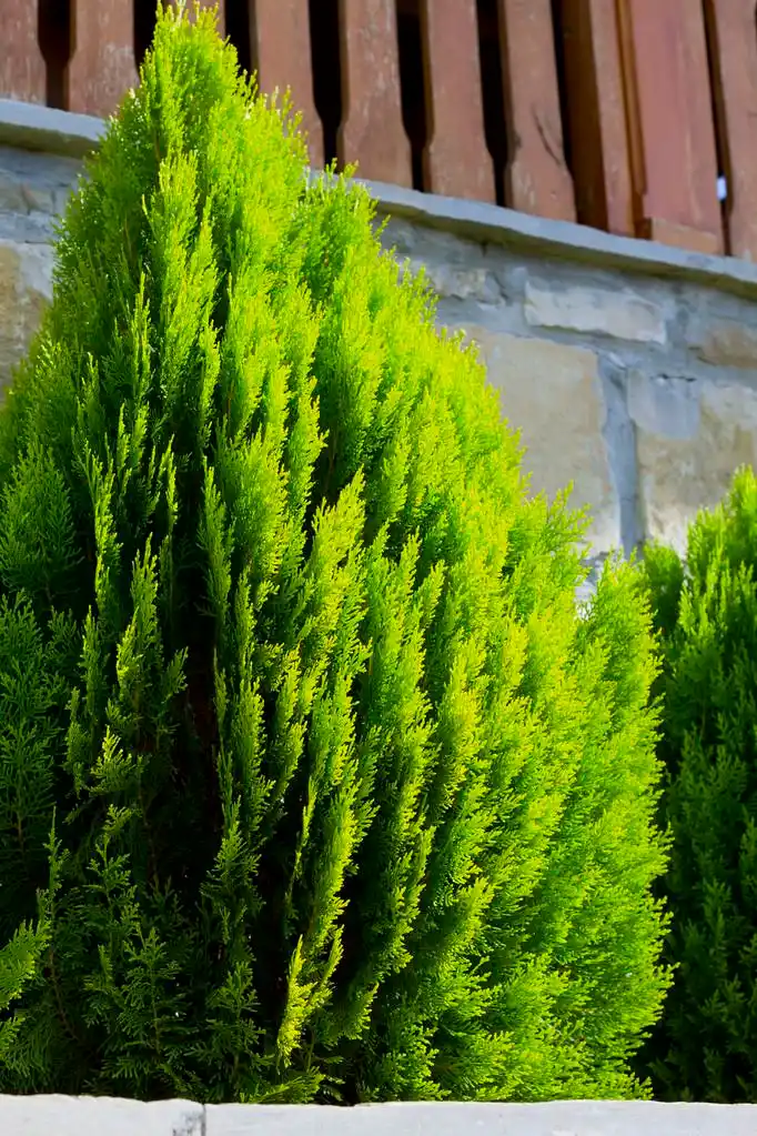 侧柏蓟马树.园林树木.