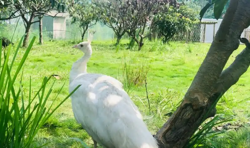 江南花伴湾景区