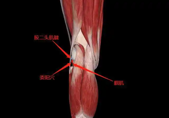 皮肤→浅筋膜→深筋膜→股二头肌腱的内侧缘→腘肌.