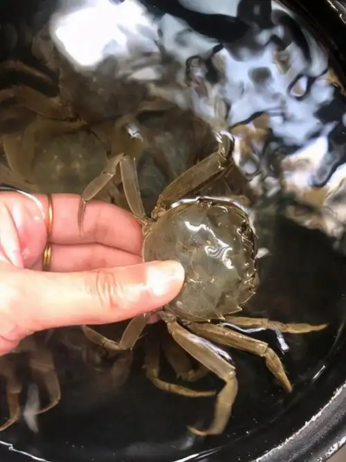 重庆市万州区山沟小河生态养殖河蟹技术