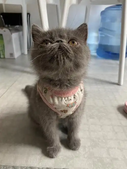 南山南头3个月纯蓝加菲猫弟弟找家长了～性格粘人～低领养.