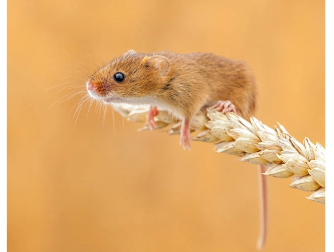 26张可爱的小老鼠摄影图片欣赏2