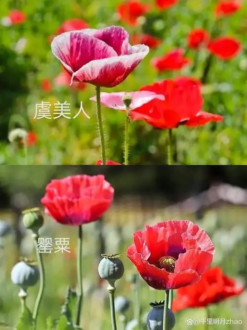 男孩举报自己的爷爷种罂粟!警察:这是虞美人