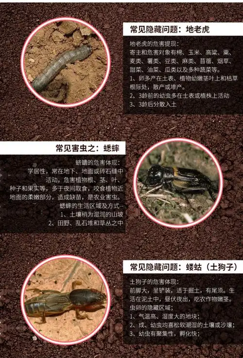 辛硫磷颗粒剂5% 土壤土虫丹地老虎蛴螬蝼蛄 地下害虫杀虫剂 18kg