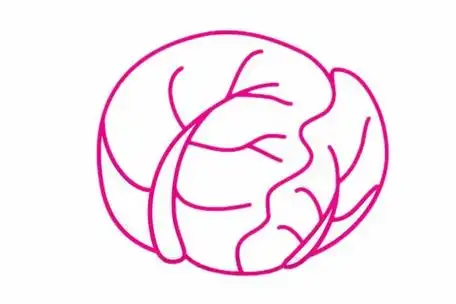 卷心菜简笔画完成图