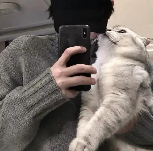 怀中猫头像怀里抱猫的头像