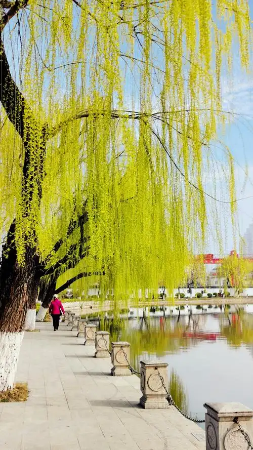 其它 手机拍莫愁湖杨柳 写美篇古人为杨柳树写下了美丽诗句: 枝上柳绵