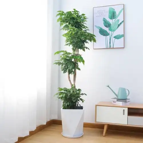 幸福树盆栽大客厅室内植物大型客厅盆栽北欧植物绿宝室内大型绿植