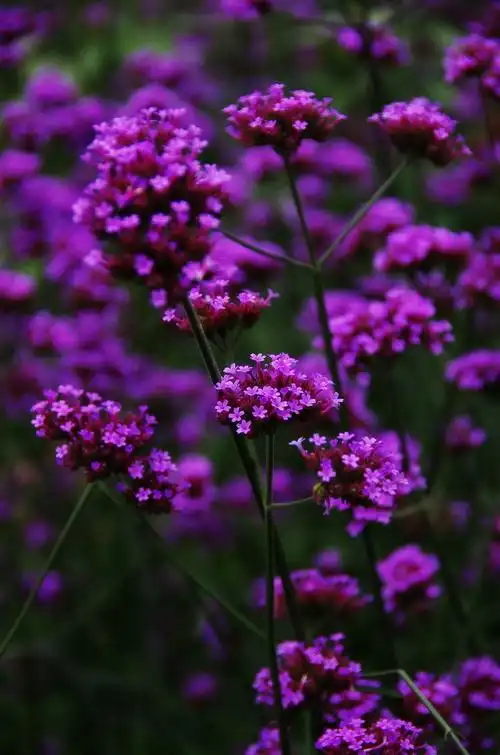 紫色妖姬的黄色诱惑