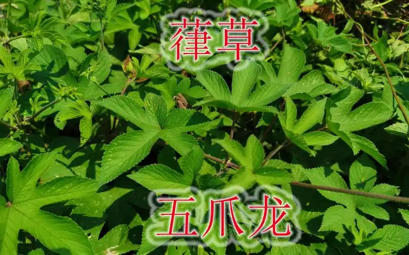 五爪草的功效(五爪草的功效及用途 - 中医药材推荐)