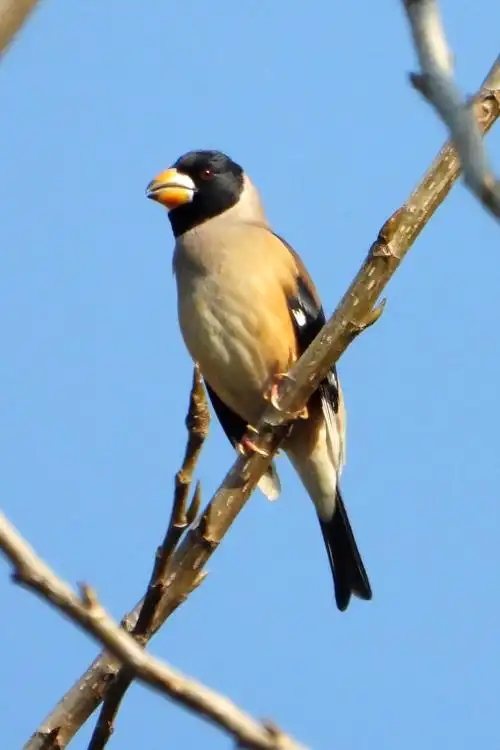 黑尾蜡嘴雀  chinese grosbeak    eophona migrator