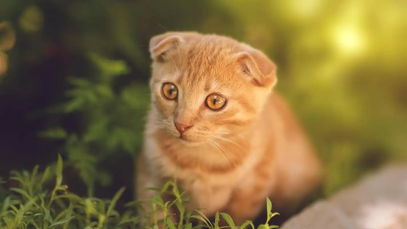 动物高清壁纸——猫