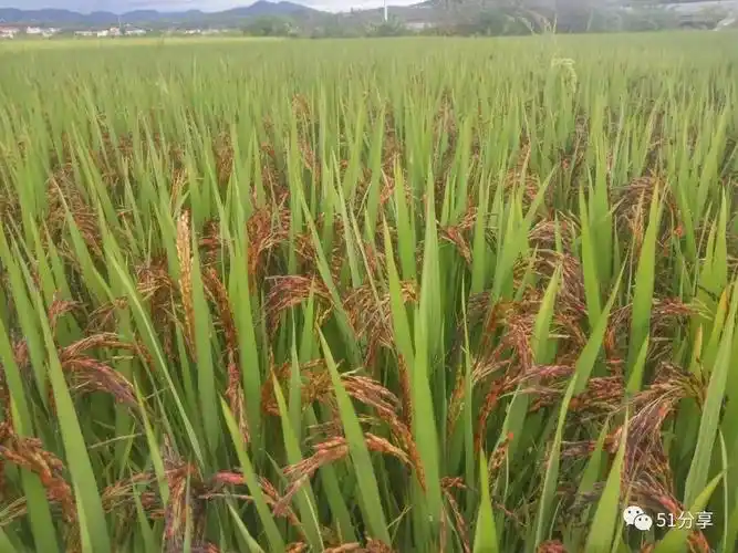 营养丰富的月子米新米就要上市了