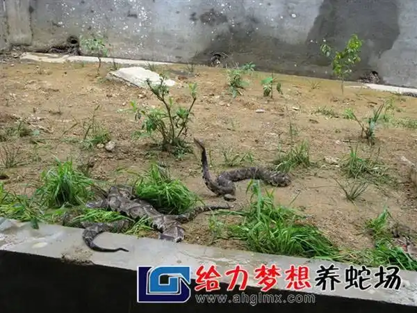 蛇养殖场养蛇视频教程无冬眠养蛇技术蛇所需要的营养物质包括六大类