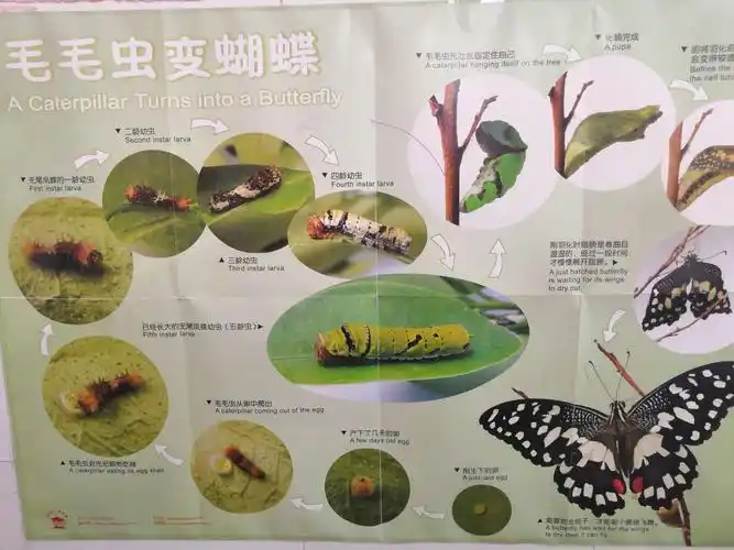 阳光宝贝幼儿园中班5月份主题课程《小蝴蝶》:毛毛虫长大了