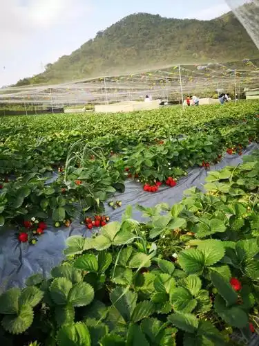 深圳草莓地最新汇总!路线都给你安排好啦!