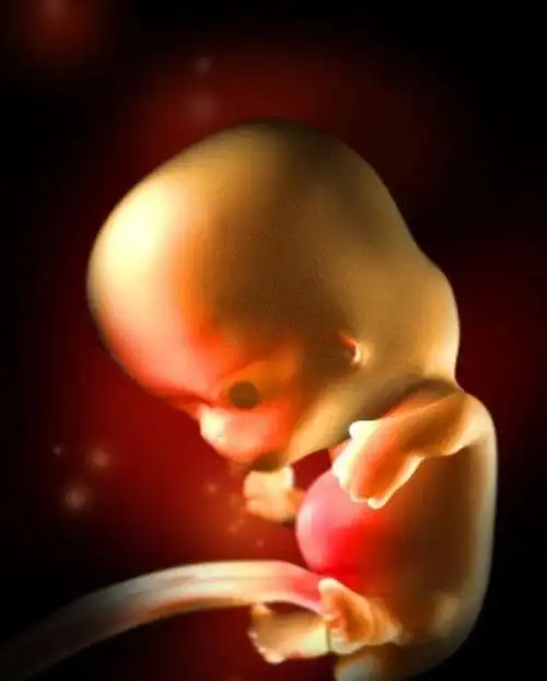 12周胎儿_胎儿_胎儿发育过程_母婴_孕产经验孕5周到孕12周,原来胎儿是