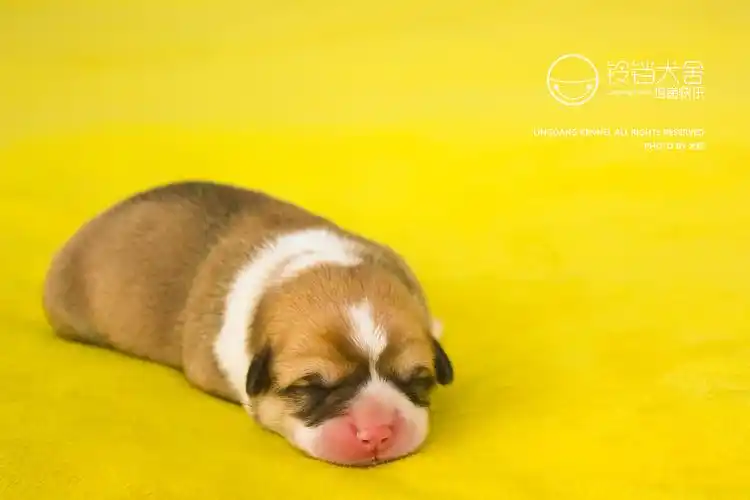 刚出生的小柯基