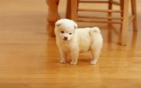 猫,阴影,光高清原图查看