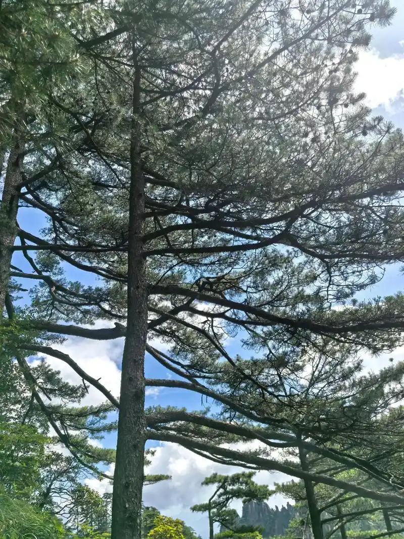 千奇百怪的松,它们夹在石头缝中,生活了千万年,虽饱经风霜的打