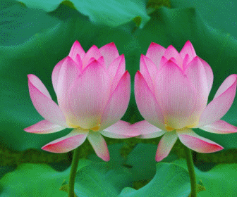 渔歌子(荷花·美女)