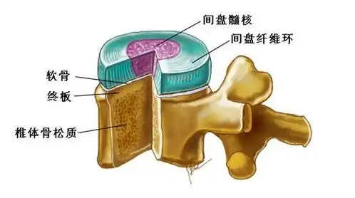 你知道什么是椎间盘吗?