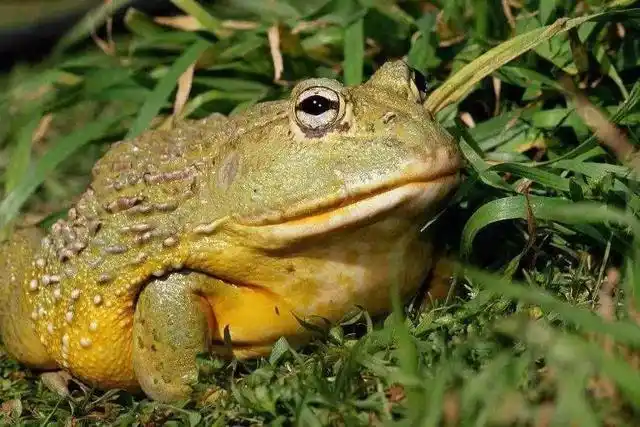 牛蛙我想大家都不陌生,可你见过体重高达3公斤,后腿展开,体长差不多有