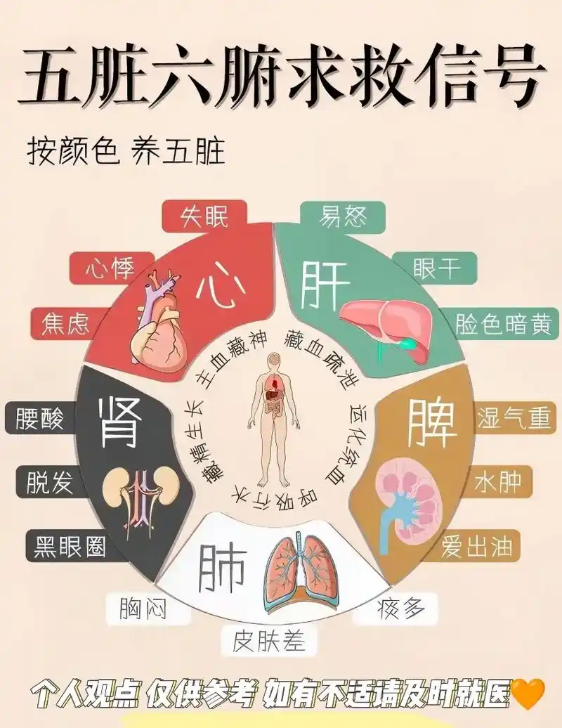 五脏六腑如何保养?超强中yi指南