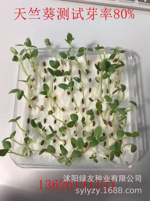 批发天竺葵种子天竺葵的养殖方法及注意事项