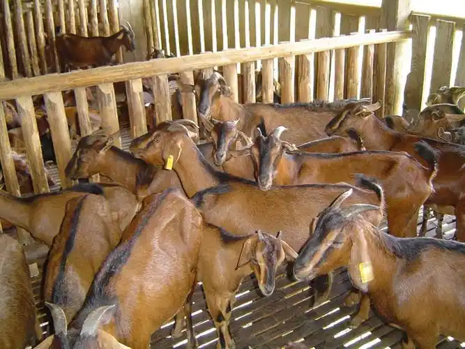 四川南江黄羊养殖场|巴中南江黄羊|南江县仁和镇雷家河养殖场