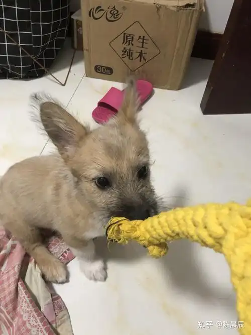 柯基和雪纳瑞的串什么样黄色的? - 知乎