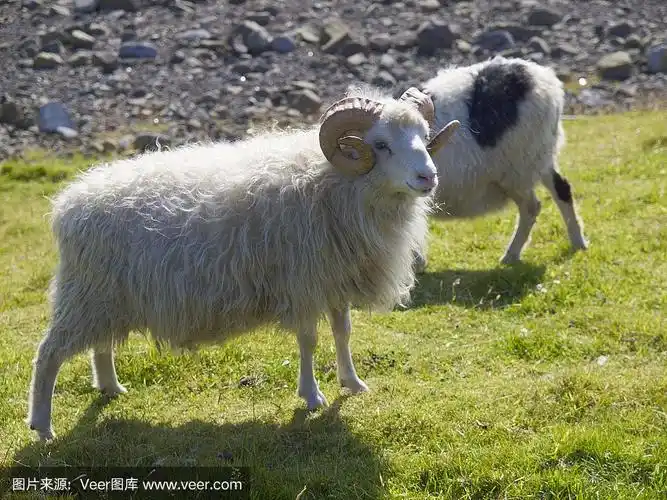 一只法罗群岛有角绵羊