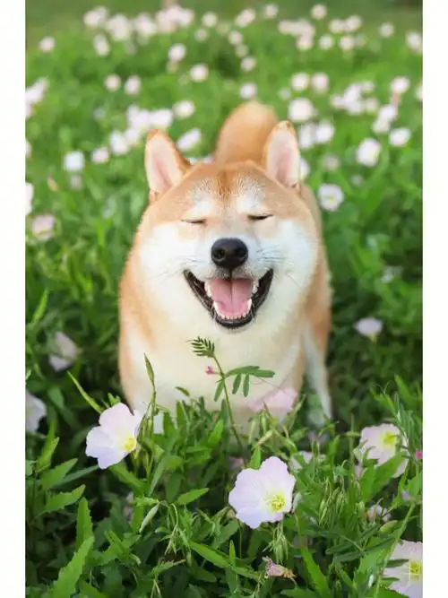 小狗狗怎么可以这么开心