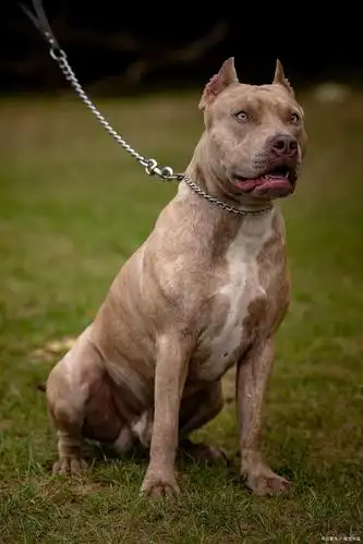 凶猛又聪明的比特犬