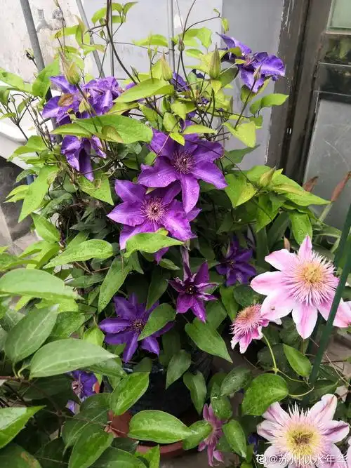 最爱的铁线莲之一总统