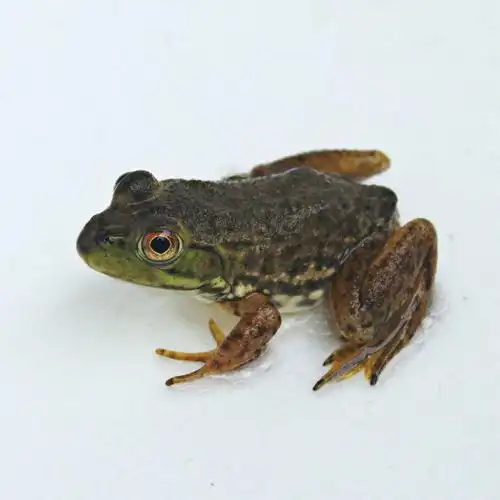 牛蛙的肤色为什么会改变?_酷知经验网