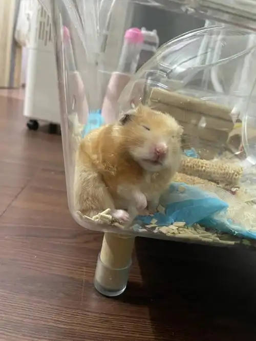 养一只金丝熊需要消耗无数个小玉米