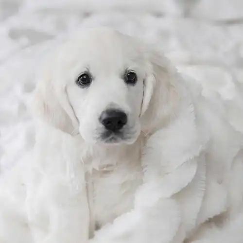 吸过奶白色的金毛猎犬吗?今天我们就来吸个痛快!