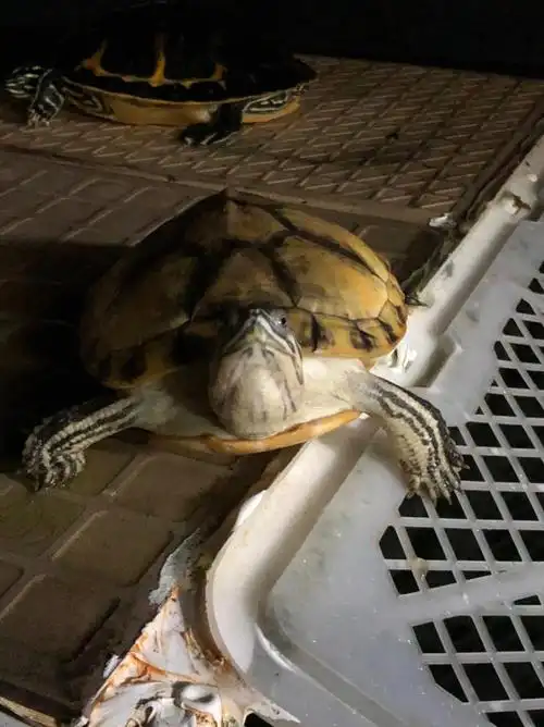 高系变异火焰龟