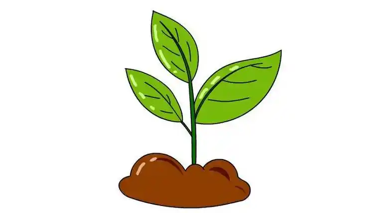 小树苗从小到大简笔画