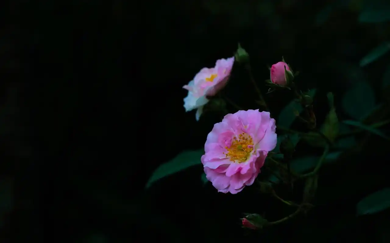 唯美红色蔷薇花微距摄影图片电脑壁纸