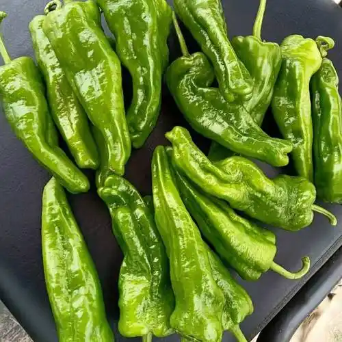 [薄皮椒批发]薄皮椒 精品果大青椒大量有货需要的联系我价格1.