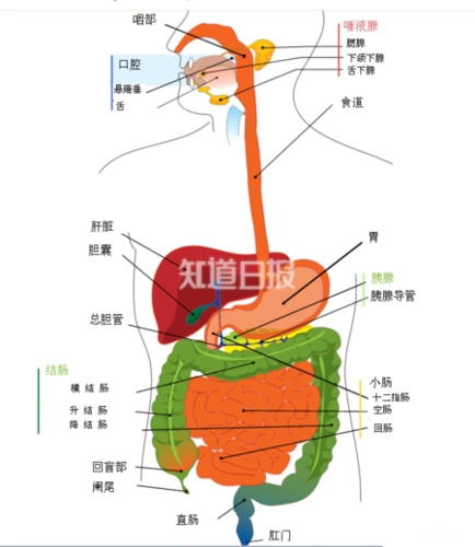 人体消化系统
