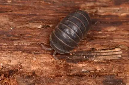 常见的潮虫图片